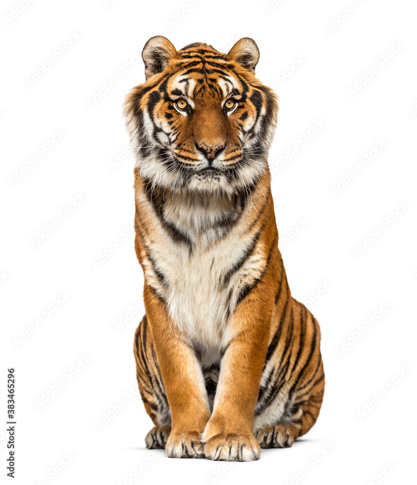 Tiger sitting, isolated on white