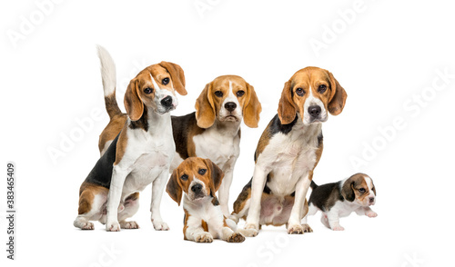 Group of Beagles dog standing isolated on a white background