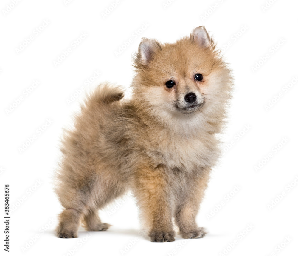Beautiful Spitz posing isoplated on white Beautiful Spitz posing isoplated on white