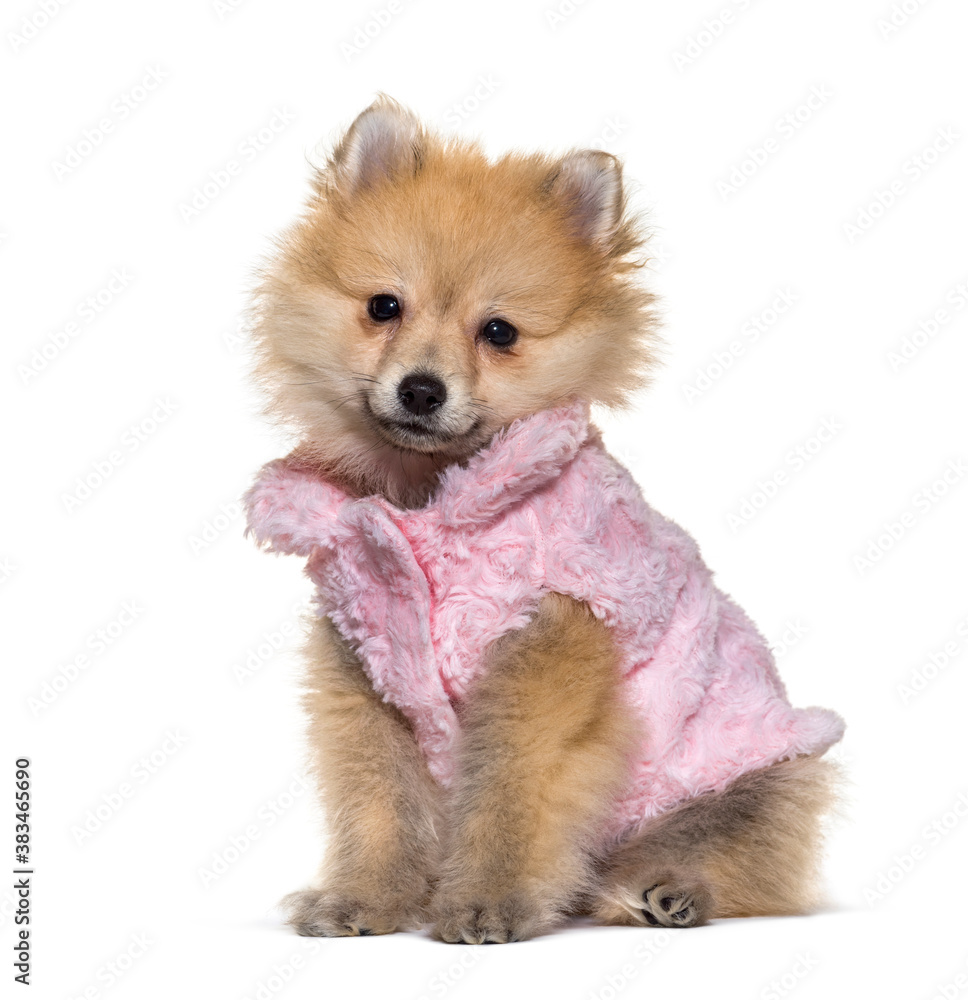 Obraz premium Spitz posing with a pink shirt