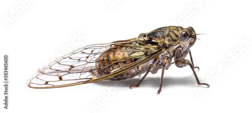 Foto Grey Cicada, isolated on white