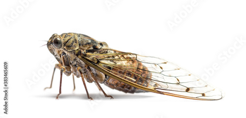 Grey Cicada, isolated on white photo