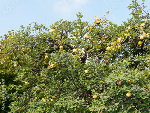 Cognassier ou coing - Cydonia oblonga - au port buissonnant, petites feuilles vert amande et blanc argenté, fruits parfumés jaune doré pour la confection de gelées