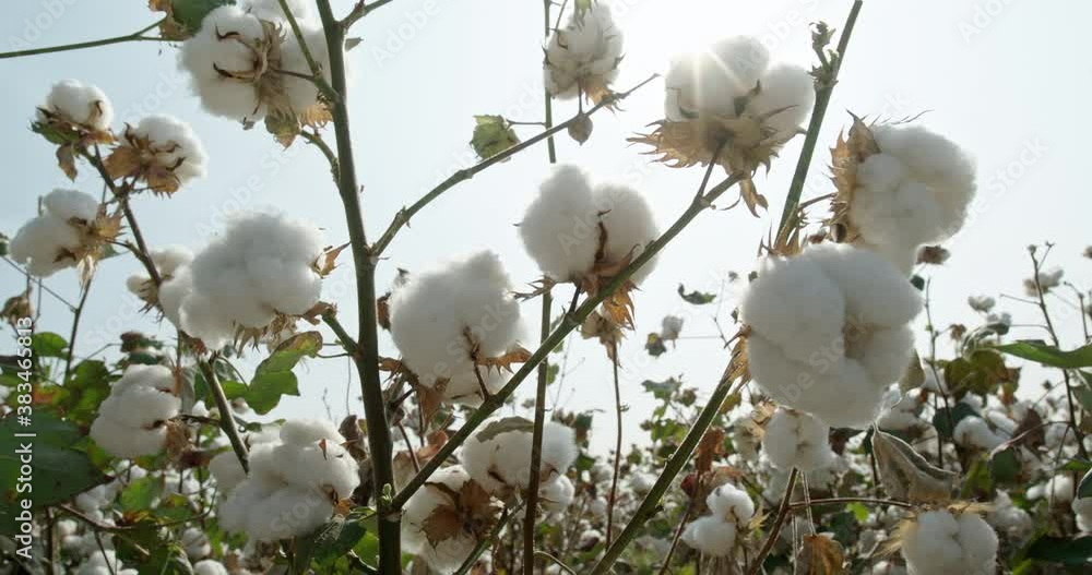 Beautiful cotton Bush on a background of sunlight, ready for harvesting. Cotton field . Beautiful cotton Bush on a background of sunlight, ready for harvesting. Cotton field .