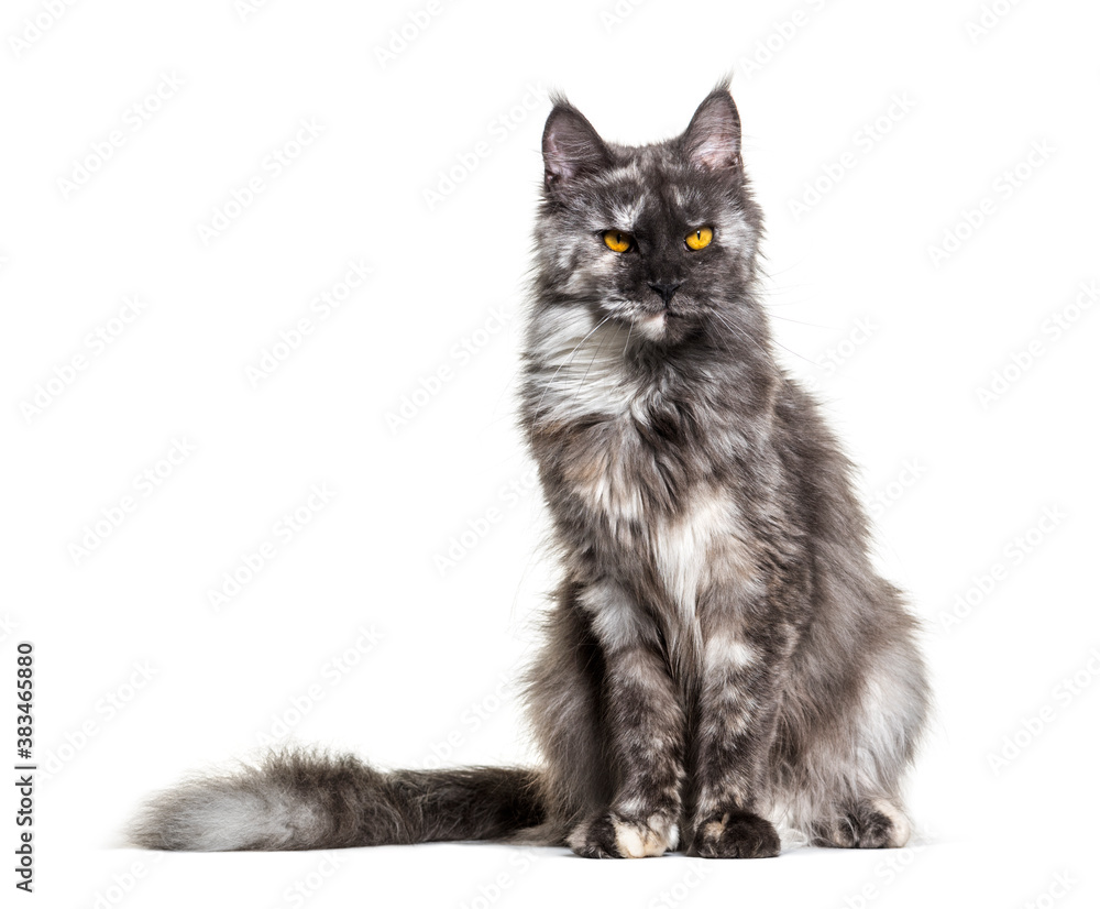 White and grey Maine coon sitting, isolated on white. Yellow eyes