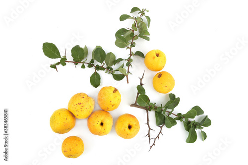 Tableau sur toile Chaenomeles fruits isolated on white background