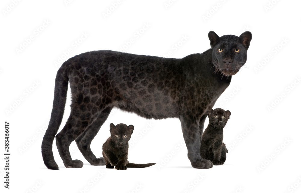 Fototapeta premium Black Leopard with her cubs, isolated