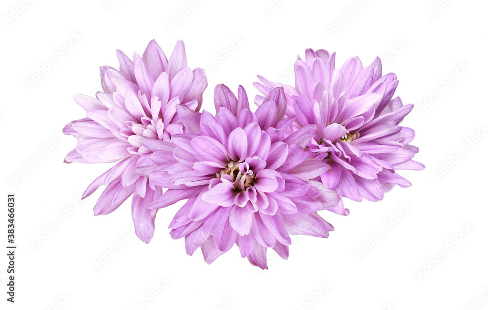 Lilac aster flowers in a floral waved arrangement