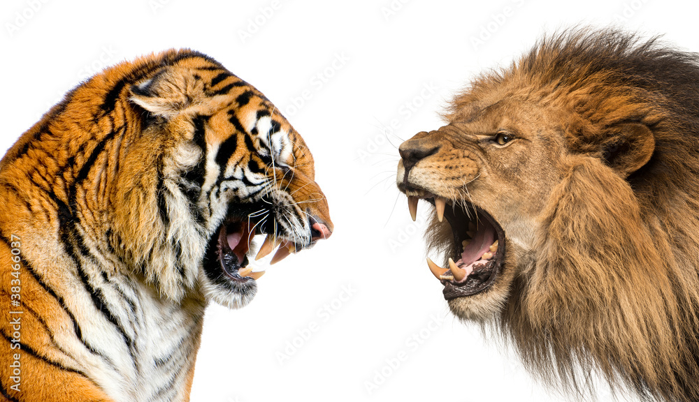 Side view of a lion and a tiger roaring ready to fight, isolated Stock