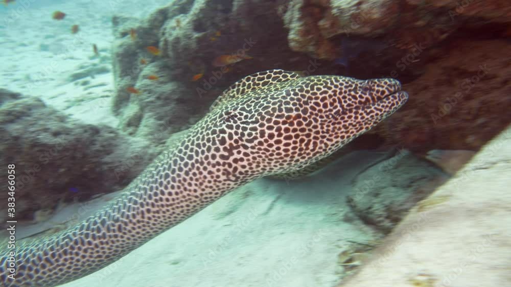 honey comb moray eel in maldives honey comb moray eel in maldives