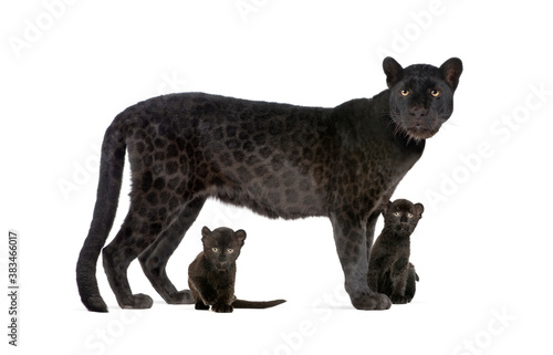 Black Leopard with her cubs, isolated