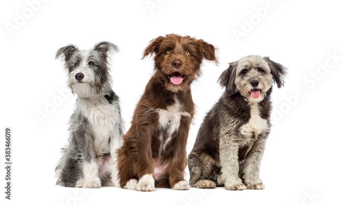 group of Mixed-breed dog isolated on white