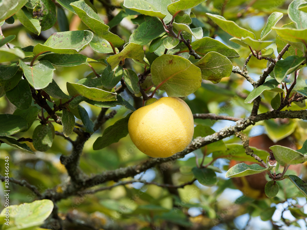 Gros plan sur un coing ou pomme de Cydon, fruit duveteux, jaune doré du cognassier au feuillage vert amande à blanc argenté 
