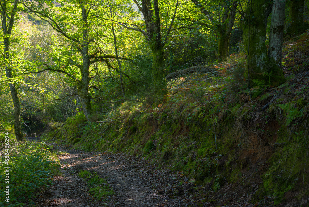 Naklejka premium A forest path runs through an oak forest
