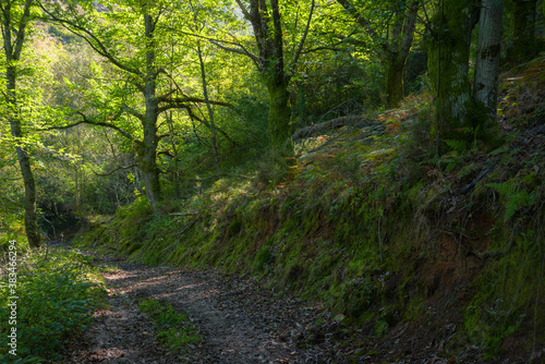 A forest path runs through an oak forest