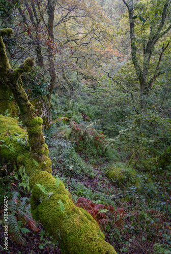 Fairy tale scene among the dense vegetation of an oak forest