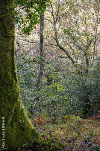 Mystical atmosphere in an ancient forest