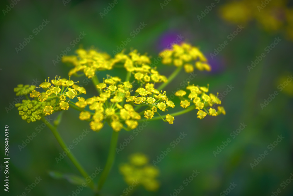 Morning field background with wild flowers. Wild flowers in a meadow nature. Morning field background with wild flowers. Wild flowers in a meadow nature.