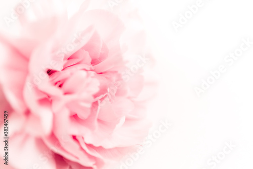 Pink large peony bud or cloves on a white background as a blank for advertising text