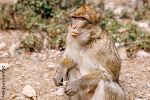 monkeys in morocco © Vova