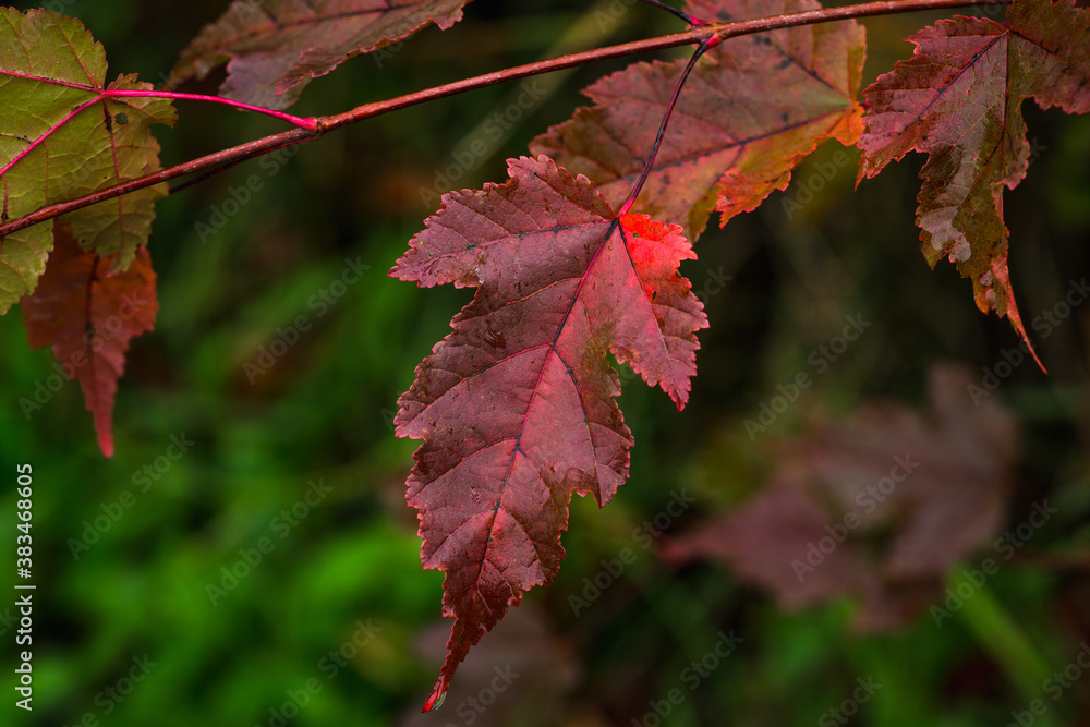 Maple branches with few colorful leaves in end of fall. Selective focus. Shallow depth of field. Maple branches with few colorful leaves in end of fall. Selective focus. Shallow depth of field.