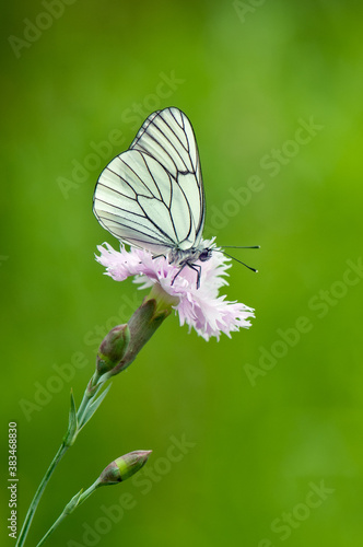 Aporia crataegina butterfly on a field flower in the early morning waiting for the first rays of the sun