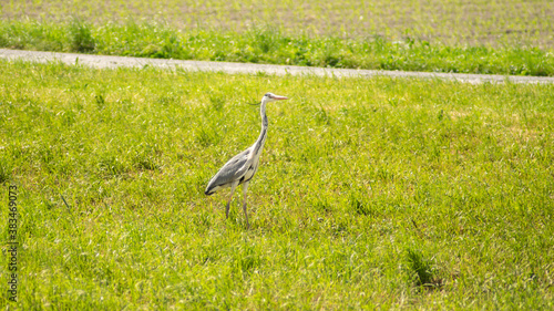 Great blue heron searching field for food.