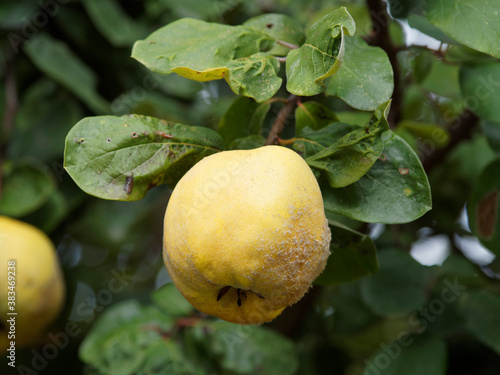Fototapeta Gros plan sur un coing ou pomme de Cydon, fruit duveteux, jaune doré du cognassi
