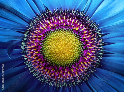  Gerbera flower close up. Macro photography. Card blue Gerbera Flower. Natural romantic conceptual floral Macro background.
