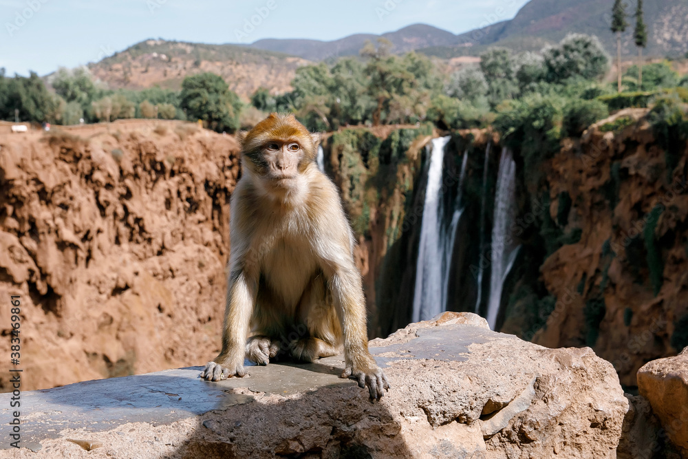 Naklejka premium monkeys in morocco