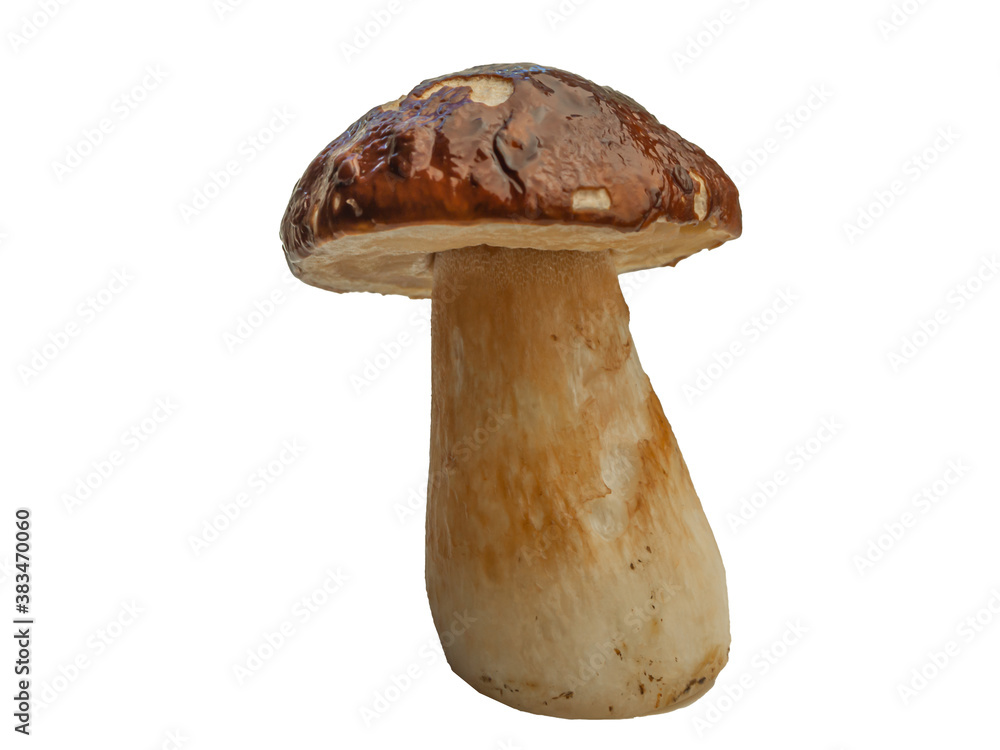 cep, penny bun cep, penny bun