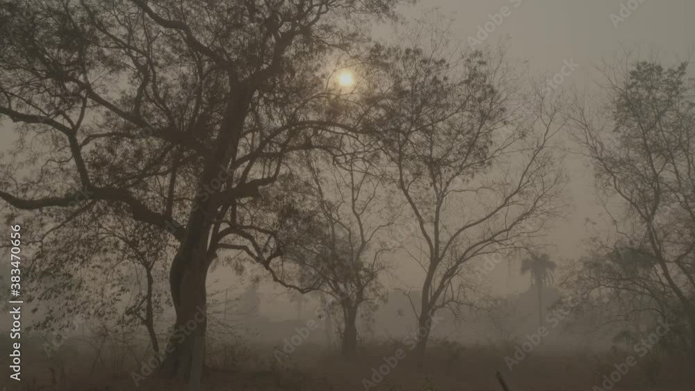 Landscape in Pantanal with smoke fog due to the fire devastating this biome Landscape in Pantanal with smoke fog due to the fire devastating this biome