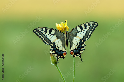 Wonderful butterfly Papilio machaon spread its wings on a summer day. © NATALYA