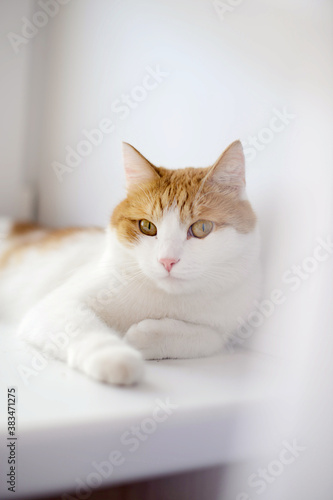 cat on the table © Наталья Иванова