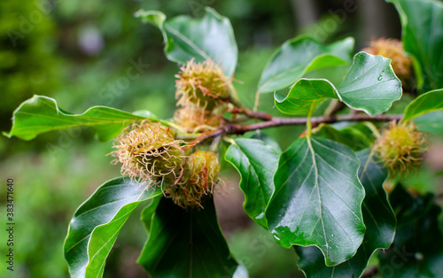 Japanese garden tree - European beech, common beech - Fagus sylvatica, blossom of tree, close-up