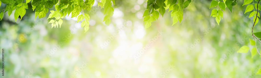 Concept nature view of green leaf on blurred greenery background in garden and sunlight with copy space using as background natural green plants landscape, ecology, fresh wallpaper concept. Concept nature view of green leaf on blurred greenery background in garden and sunlight with copy space using as background natural green plants landscape, ecology, fresh wallpaper concept.