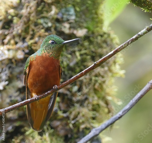 Rotbauchkolibri, Boissonneaua matthewsii, Ecuador photo