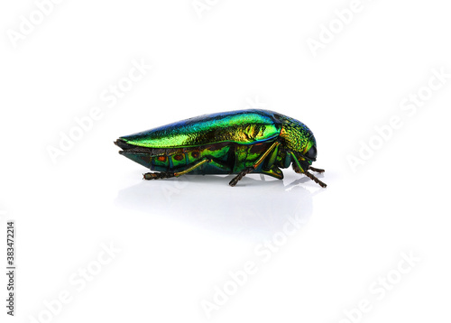 Jewel beetle (Buprestidae) on white background .