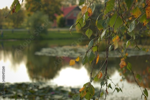 Birch branch over the lake at sunset