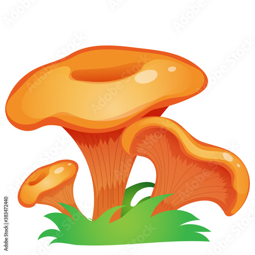 Color image of forest chanterelle on white background. Mushrooms. Vector illustration for kids.