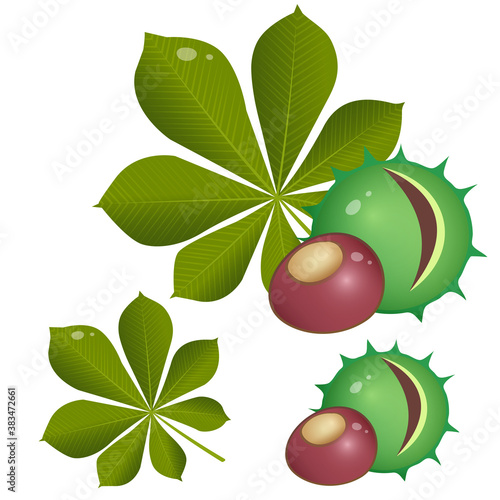 Color images of nut, fruit, leaf of horse chestnut on white background. Plants and trees. Vector illustration set for kids.