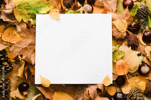 autumn leaves frame for white paper card decorated with chestnuts and pinecones, top view, closeup