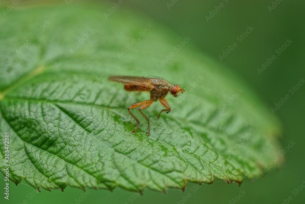 one brown fly sits on a green leaf of a plant in a summer park one brown fly sits on a green leaf of a plant in a summer park