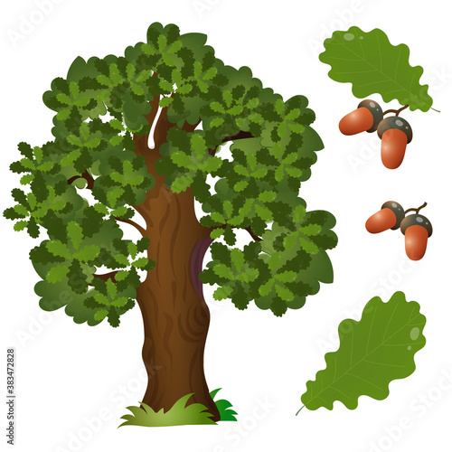 Color image of fruit, leaf and branch with acorns of oak on white background. Plants and trees. Vector illustration set for kids.