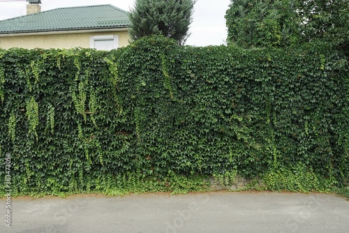 part of a wall overgrown with green vegetation with leaves on the street