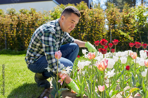 gardening and people concept - middle-aged man taking care of tulip flowers at summer garden © Syda Productions