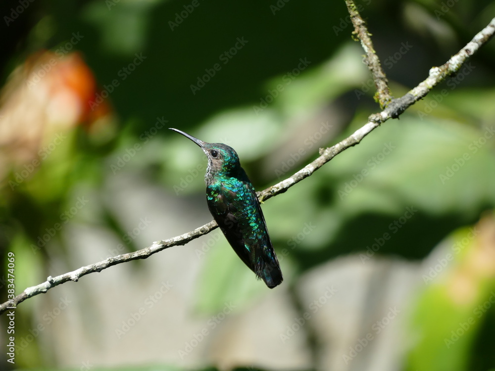 Fototapeta premium Der Weißnackenkolibri oder Jakobinerkolibri (Florisuga mellivora) ist ein goßer attraktiver Kolibri (Trochilidae). Ecuador