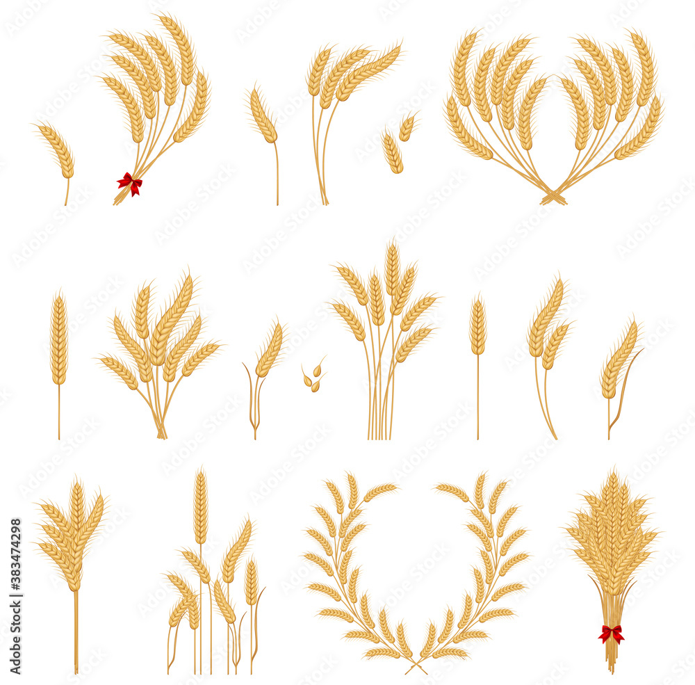 Wheat ears or rice icons set. Wheats ears icons and grain design elements for beer, organic wheats local farm fresh food. Silhouette of wheat. Wheat ears or rice icons set. Wheats ears icons and grain design elements for beer, organic wheats local farm fresh food. Silhouette of wheat.