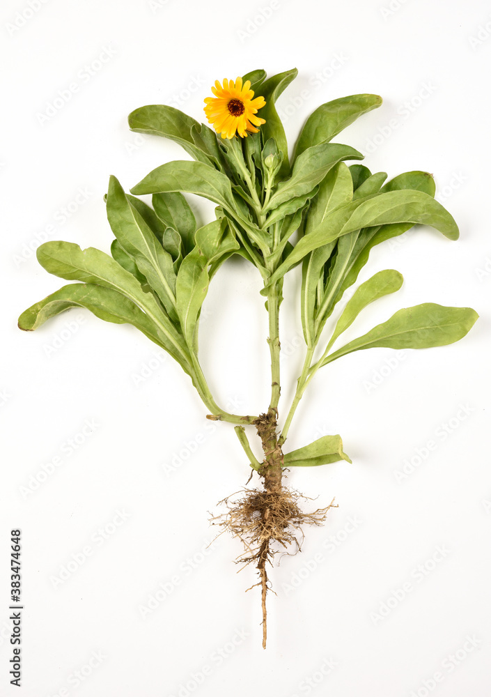 Soucis des jardins sur fond blanc Soucis des jardins sur fond blanc