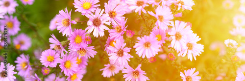 autumn flowers Aster novi-belgii vibrant light purple color in full bloom in the garden. banner. flare